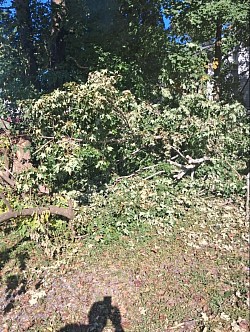Tree service
