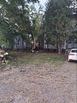 Tree removal